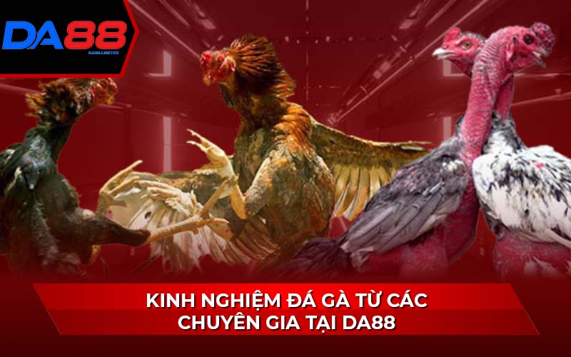 kinh-nghiem-da-ga-tu-cac-chuyen-gia-tai-da88